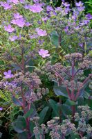 Sedum 'Matrona' growing with Geranium 'Nimbus'