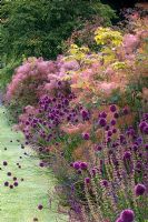 Prairie style border of Allium sphaerocephalon, Cotinus coggygria - Smoke Bush, Salvia and Rhus. The Walled Garden, Scampston, Yorkshire, UK
 