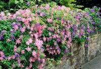 Clematis 'Markhams Pink' and 'Frances Rivis' growing over a wall