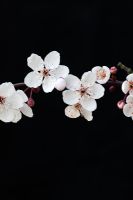 Prunus maackii - Cherry tree blossom against black background