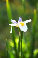 Dietes grandiflora - Large wild iris, Fairy Iris flower