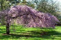 Prunus x subhirtella pendula rubra - Weeping Cherry tree at Westonbirt Arboretum