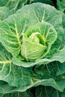 Brassica 'Wheelers Imperial' - Spring cabbage
