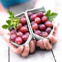 Ribes uva-crispa in punnets
