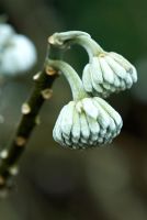 Edgeworthia chyrsantha - RHS Garden Wisley, Woking, Surrey