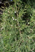 Juniperus chinensis 'Keteleeri' - The Sir Harold Hillier Gardens/Hampshire County Council, Romsey, Hants, UK
