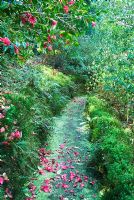 Mossy pathway with Camellia petals - Greencombe Garden, Porlock, Somerset