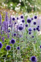 Echinops ritro 'Veitch's Blue' with Agastache