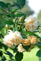 Rosa 'Buff Beauty', with large clusters of cupped fully double, lightly fragrant flowers, flowering in October - RHS award
