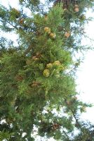 Juniperus - Mallorca late August