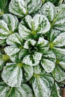 Tatsoi, an oriental salad with frost