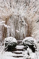Willow arbour and Box in winter