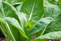 Semposai 3, a hybrid cross between Cabbage and Komatsuna, ideal for baby greens in stir-fries and salads