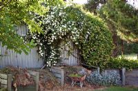 Compost bins and overhanging shrubs - Breedenbroek, New Zealand