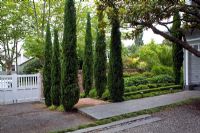 Entrance to suburban garden with bed of Cupressus sempervirens - Italian Cypresses and mature Magnolia tree. Christchurch, New Zealand