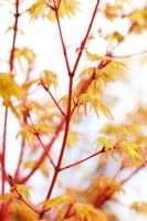 Acer palmatum  'Eddisbury' - new spring growth
