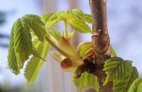 Aesculus hippocastanum Horse Chestnut. New growth in April