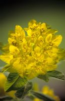 Euphorbia polychroma 'Golden Fusion' in April