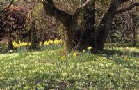 Naturalised Primula vulgaris - Primrose and Narcissus - Daffodils under tree. Private garden, Sussex, April