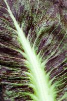 Cichorium intybus - 'Palla Rossa Bella' leaf. Red Chicory