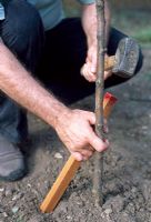 Planting a bare root tree. Hammer in the stake.
