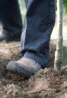 Planting a bare root tree - Add soil and firm in and heel the tree well in to prevent damage