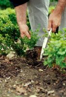 Box hedge pruning - Any plants that die can be replaced over the next couple of years. They will soon catch up with your original plants, and the overall shape of your hedge will not suffer.
