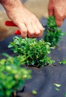 Planting a Box hedge. After planting out the young plants, cut them back to about 15cm (6in) above ground level. This encourages bushy growth, so that you end up with a dense hedge.