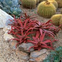Drought tolerant plants including red Aloe and Echinocactus grusonii - Barrel Cactus in Gravel Garden