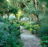 Path through mediterraean style garden. Borders of Euphorbia, Iris and Olea - Olive trees. Southern California, USA