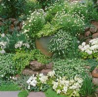 Rock garden with white themed planting of Erigeron, Primula and Soleirolia soleirolii - Baby Tears, Mind your Own Business