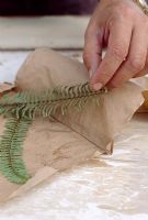 Propagating Fern leaves - storing spores in paper bag

