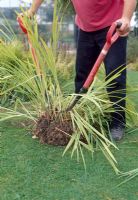Dividing Crocosmia. Divide clump with two forks back to back.