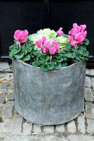 Bright pink Cyclamen in unusual lead container