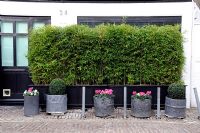 Five planters in front of a Bamboo hedge in a mews in Marylebone, London, England, UK
