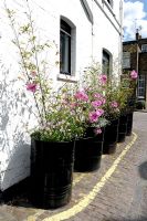 Lavatera - Tree mallow in black painted oil drums in a mews, Marylebone, London, UK