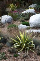 Yucca filamentosa 'Color Guard', Festuca cinerea 'Glauca' and Opuntia in Cactus garden