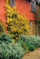 Autumn colour of Hydrangea anomala subsp. petiolaris trained on house