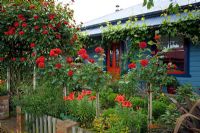 Colourful cottage garden with standard and climbing Rosa and Liliium. No. 11, Christchurch, New Zealand