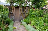 Mosaic tiled path leading to a wooden shed framed with Prunus - Apricot trees. No. 11, Christchurch, New Zealand