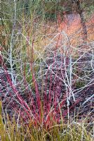 Winter stems of Cornus sericea 'Coral Red' with white branches of Rubus biflorus and Libertia peregrinans in the foreground