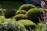 Clipped Buxus - Box balls in border with Salvia to the right and Hebe to the left. Christchurch, New Zealand 