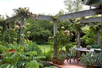 Country garden with terrace under wooden pergola with Vitis vinifera 'Purpurea' and Rosa 'Greensleeves'. Melianthus in foreground. Christchurch, New Zealand