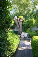 Doorway leading to courtyard. Clipped Buxus sempervirens and Buxus microphylla 'Faulkner', water feature, Taxus - Yew, Ligustrum, Wisteria, Birch tree and Ilex. Willy Guhl Chair