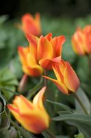 Tulipa 'Cape Cod'