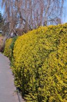 Cupressocyparis Leylandii 'Castlewellan' clipped as an evergreen hedge