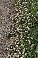 Cochlearia danica - Early scurvy grass or Danish scurvy grass, thrives in the salty roadside conditions resulting from winter salt use
