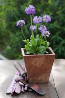 Primula denticulata in a square terracotta plant pot with a trowel and gardening gloves