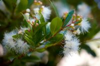 Syzygium australe - Bush Christmas, Brush Cherry or Scrub Cherry. Eastern Australian