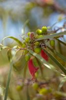 Eremophila longifolia - Berrigan. Can reach 7-8 metres in height but is often much smaller. Native to Australia.
 